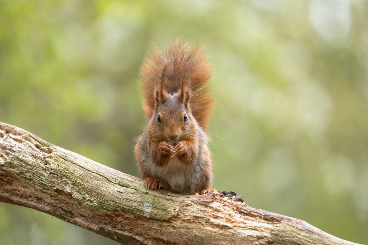 - Ansitzfotografie Tiere des Waldes